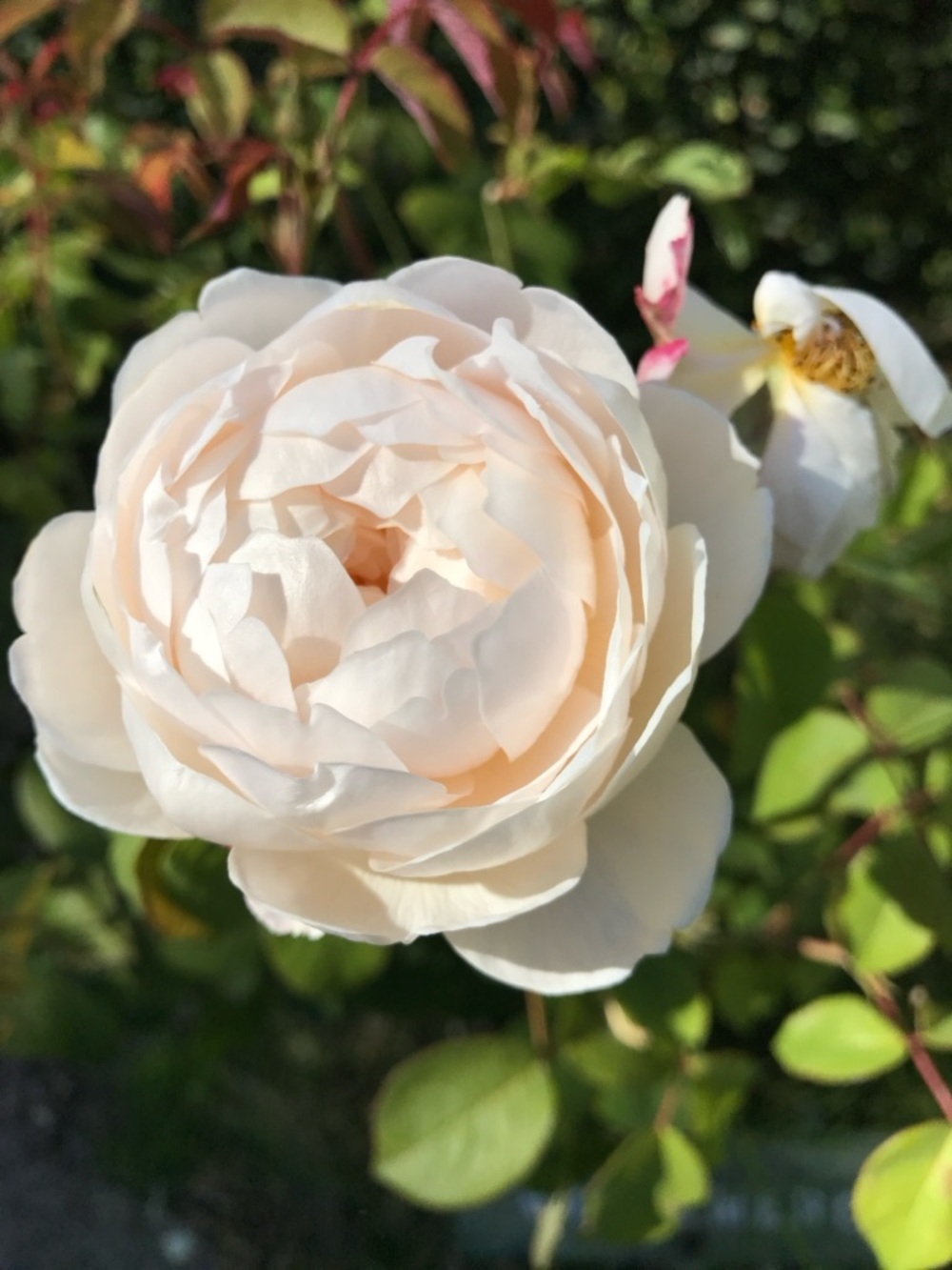 Meet your Posher, Karen